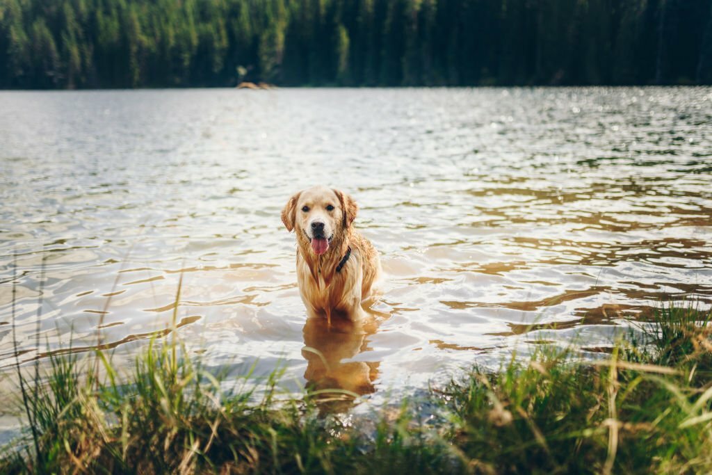 dog in the lake